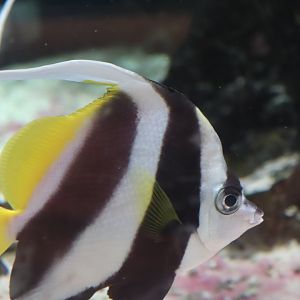False Moorish Idol