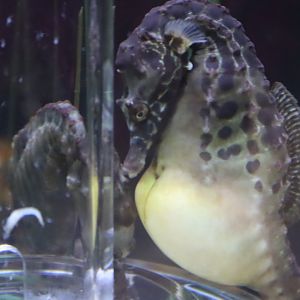 Big-Bellied Seahorse