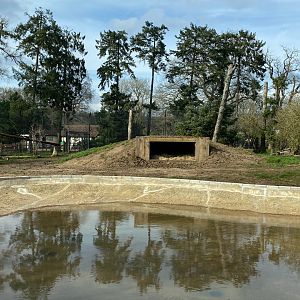 Tiger enclosure, updated pond area, ZSL Whipsnade