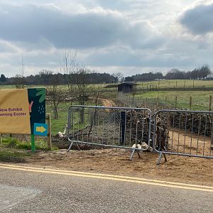 Monkey forest path, coming soon markers, ZSL Whipsnade