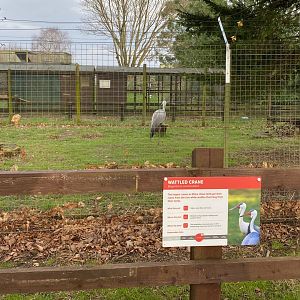 Wattled crane, temporary enclosure, ZSL Whipsnade