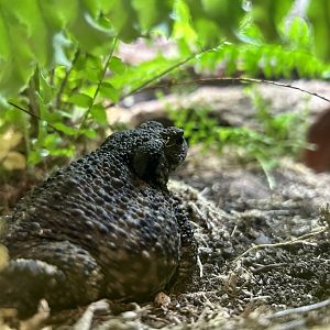 Common Toad (Bufo bufo)