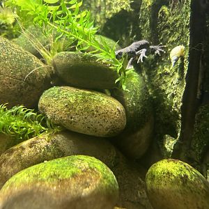 Great Crested Newt (Triturus cristatus)