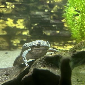 African Clawed Frog (Xenopus laevis)