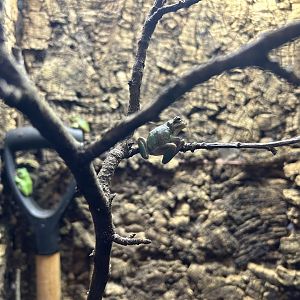 European Tree Frog (Hyla arborea)