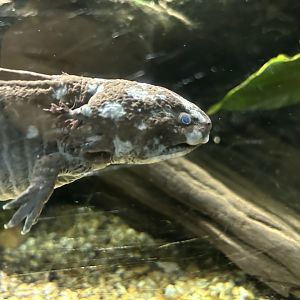 Axolotl (Ambystoma mexicanum)