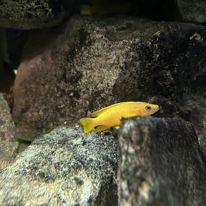 Neolamprologus leleupi ‘lemon cichlid’
