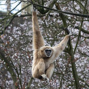 Lar Gibbon, Dudley, UK