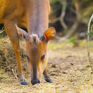 Female Red Forest Duiker- 9th March 2024