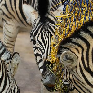 Chapman's and Burchell's Zebra- 9th March 2024