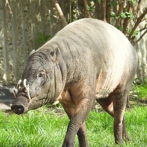 Ubi, Male Babirusa- 9th March 2024