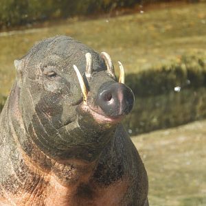Ubi, Male Babirusa posing- 9th March 2024