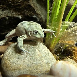 Lake Titicaca Water Frog (Telmatobius culeus)