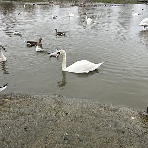 Waterfowl at Swan Lake