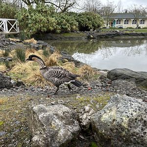 Nēnē (Branta sandvicensis)
