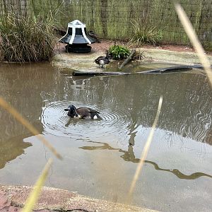 Baer's Pochard (Aythya baeri)