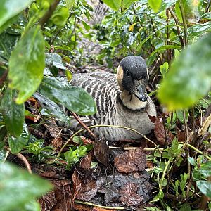 Nēnē (Branta sandvicensis)
