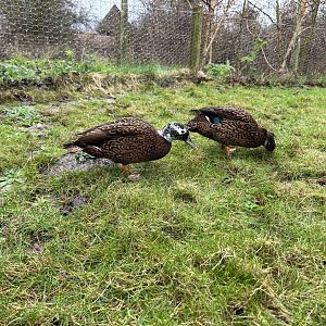 Laysan Teal (Anas laysanensis)