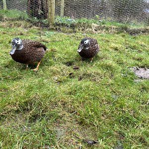 Laysan Teal (Anas laysanensis)