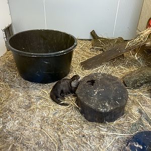 Asian Small-clawed Otter (Aonyx cinereus)