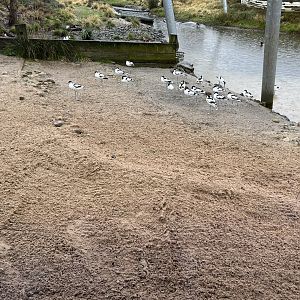Pied Avocet (Recurvirostra avosetta)