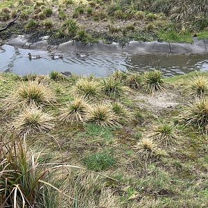 Garganey (Spatula querquedula) & Redshank (Tringa totanus)