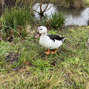 Domestic Duck