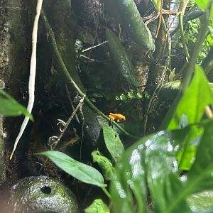 Golden Mantella (Mantella aurantiaca)