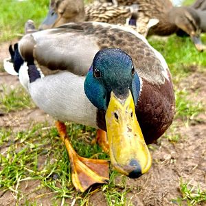 Mallard Duck (Anas platyrhynchos)