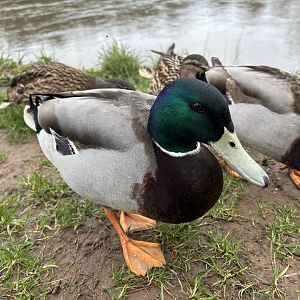 Mallard Duck (Anas platyrhynchos)