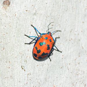 Harlequin Hibiscus Bug