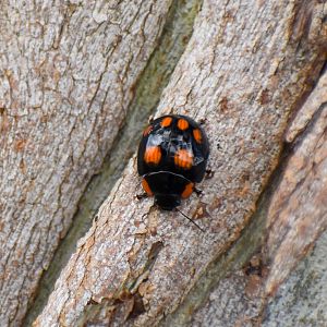 Eight-spotted Leaf Beetle