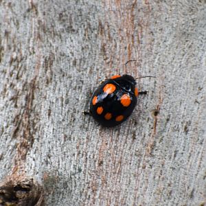 'Smiley Face Beetle' - Eight-spotted Leaf Beetle