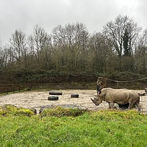 Southern White Rhinoceros Bull