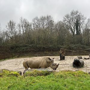 Southern White Rhinoceros Bull
