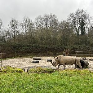 Southern White Rhinoceros Bull