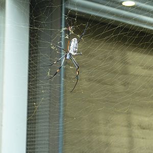 Etoscha-haus - Large orb-weaving spider (Nephila sp.)