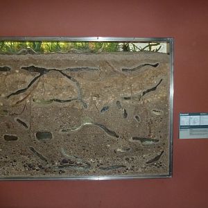 Etoscha-haus - Ansell's mole-rat exhibit