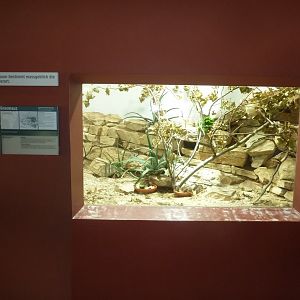 Etoscha-haus - Barbary striped grass mouse exhibit