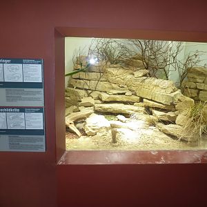 Etoscha-haus - Short-eared elephant shrew and pancake tortoise exhibit