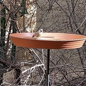 Etoscha-haus - Sociable weaver (Philetairus socius)