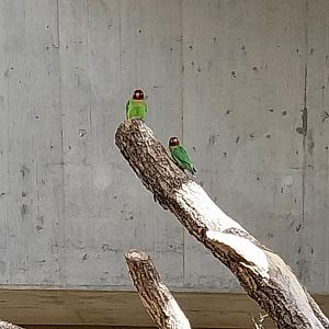 Etoscha-haus - Black-cheeked lovebird (Agapornis nigrigenis)