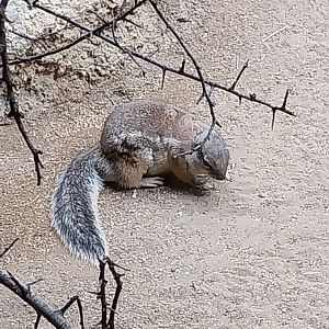 Etoscha-haus - Cape ground squirrel (Geosciurus inauris)