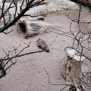 Etoscha-haus - Cape ground squirrel (Geosciurus inauris)