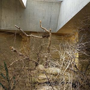 Etoscha-haus - Common rock hyrax (Procavia capensis)