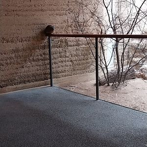 Etoscha-haus - Common rock hyrax (Procavia capensis)