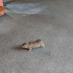 Etoscha-haus - Common rock hyrax (Procavia capensis)