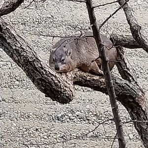 Etoscha-haus - Meerkat enclosure - Common rock hyrax (Procavia capensis)