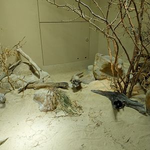 Etoscha-haus - Desert horned viper exhibit