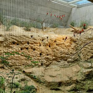 Etoscha-haus - Northern carmine bee-eater exhibit (Merops nubicus)